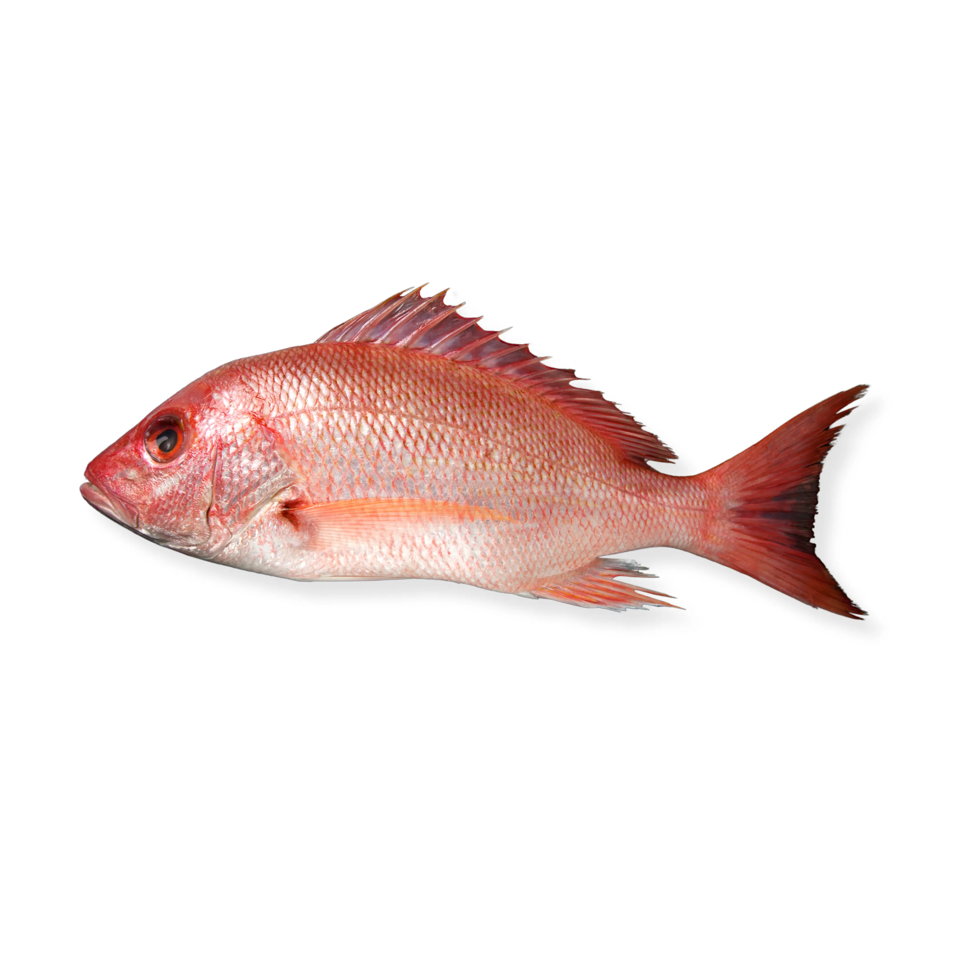 Kakap Merah