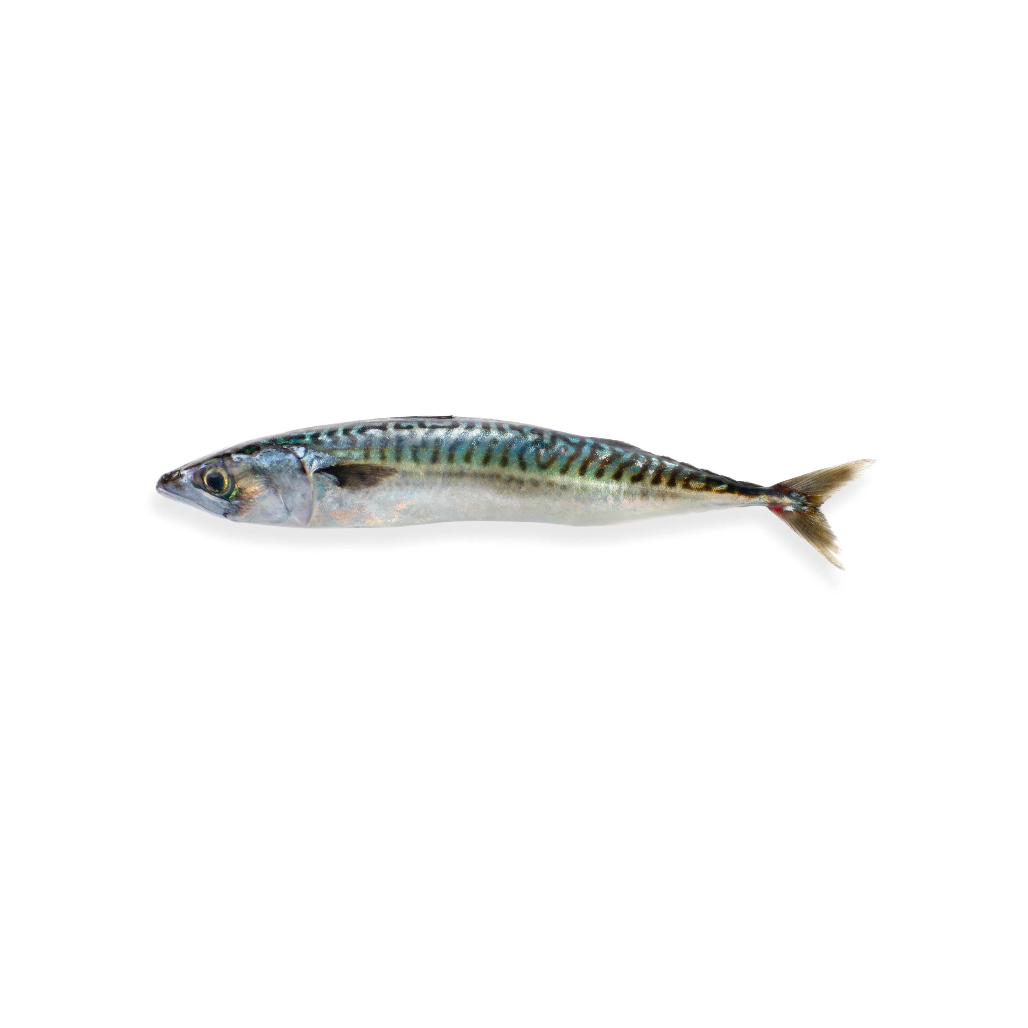 Tenggiri