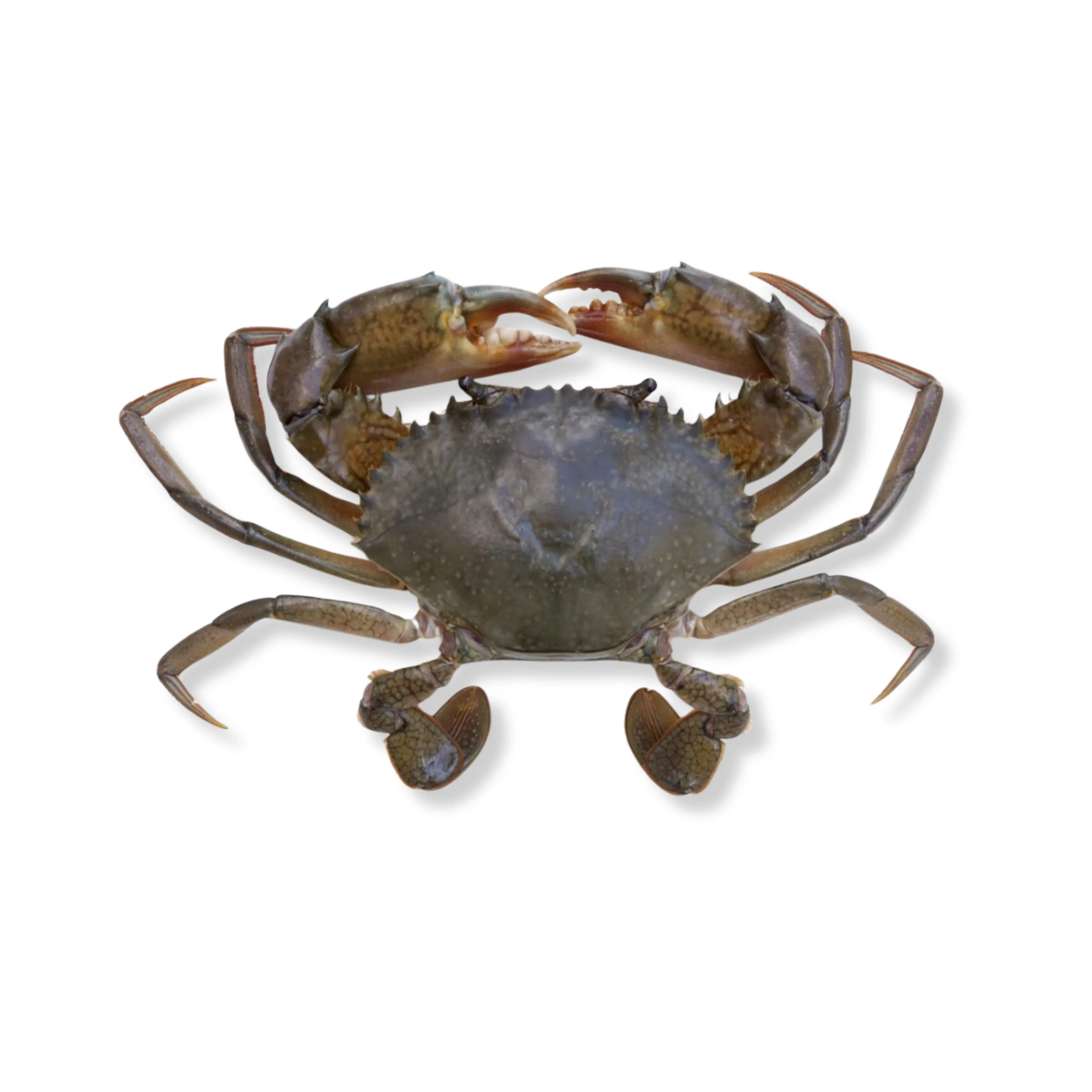 Kepiting Bakau