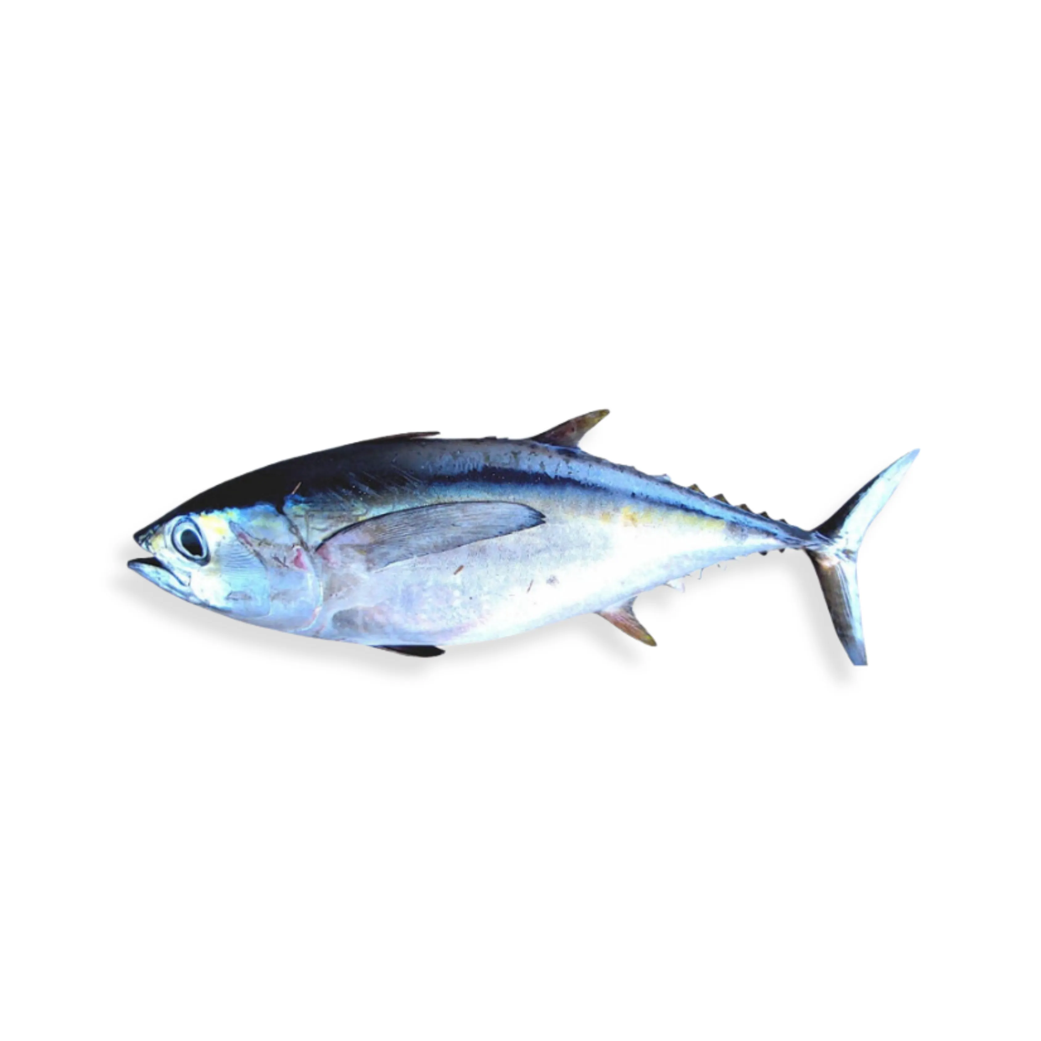 Baby Tuna