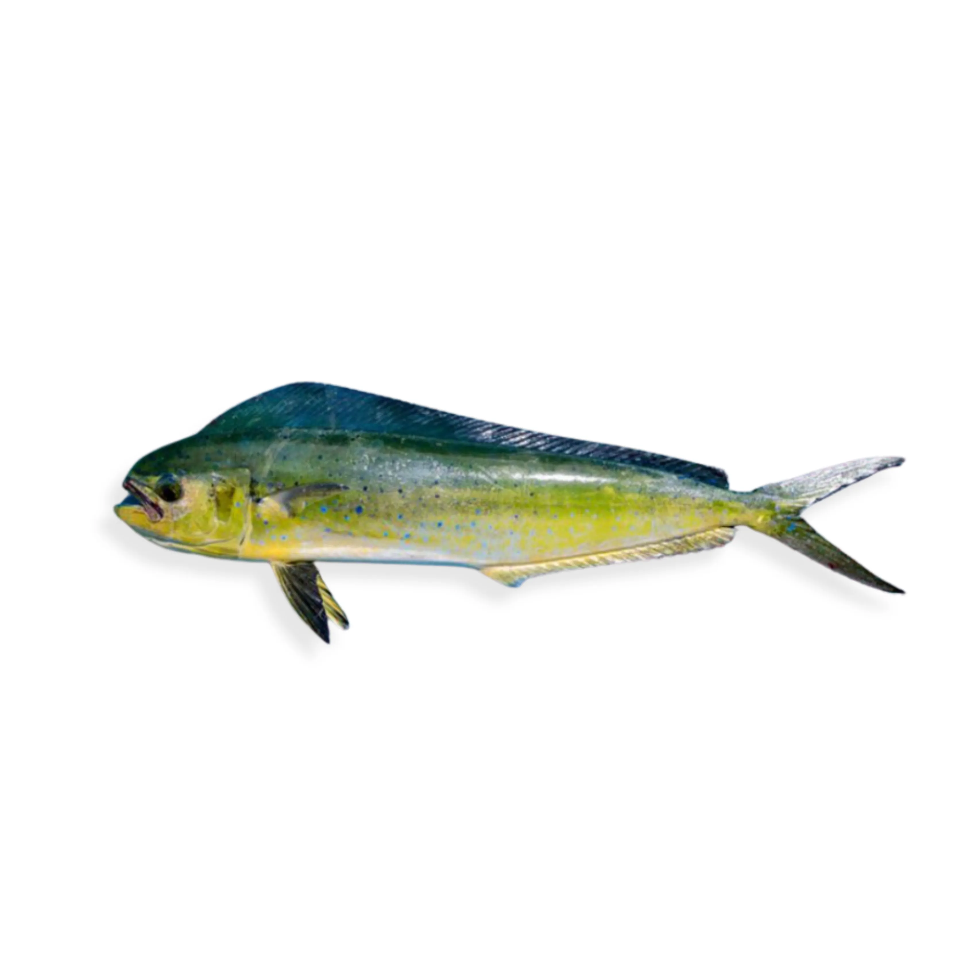 Lamadang/Mahi