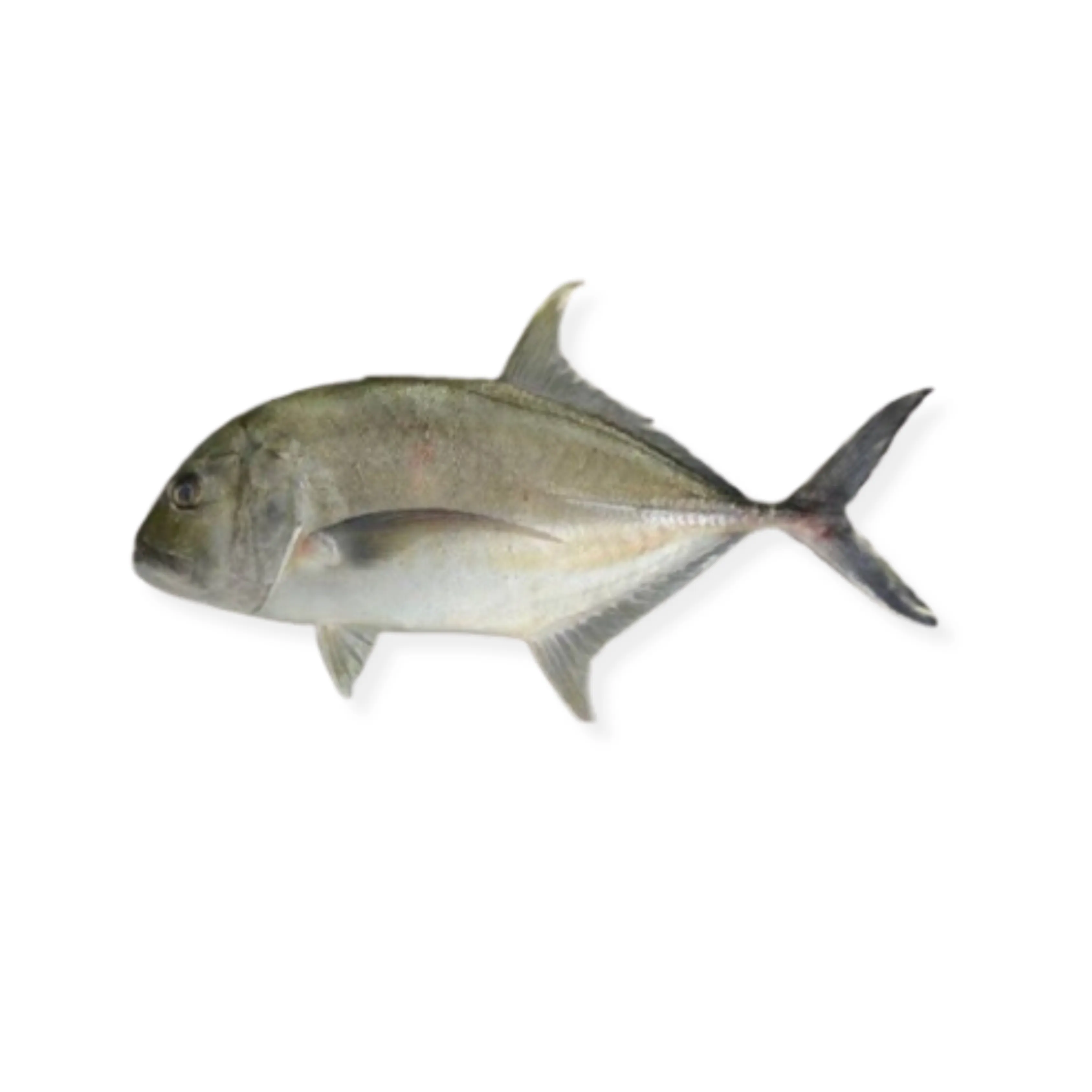 Mubara