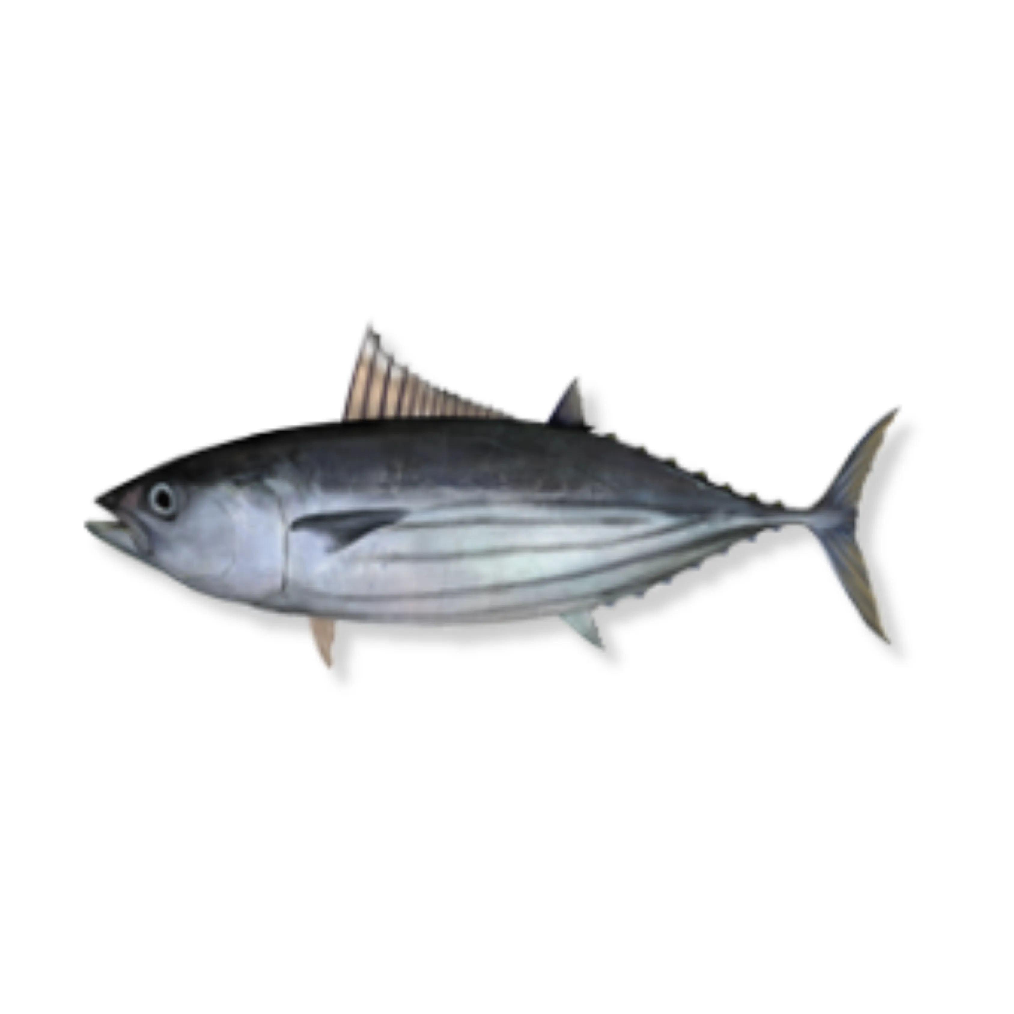 Cakalang