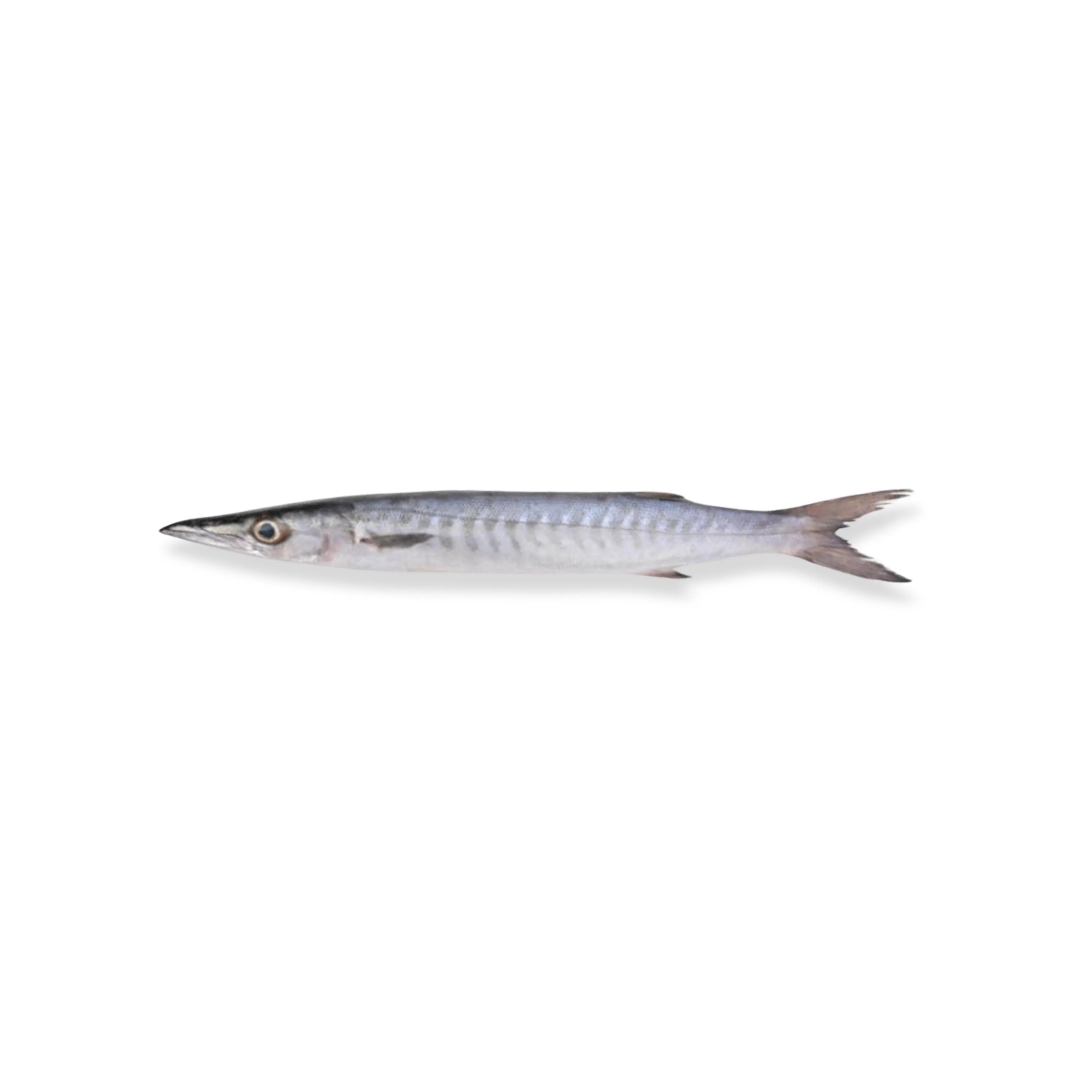 Barakuda