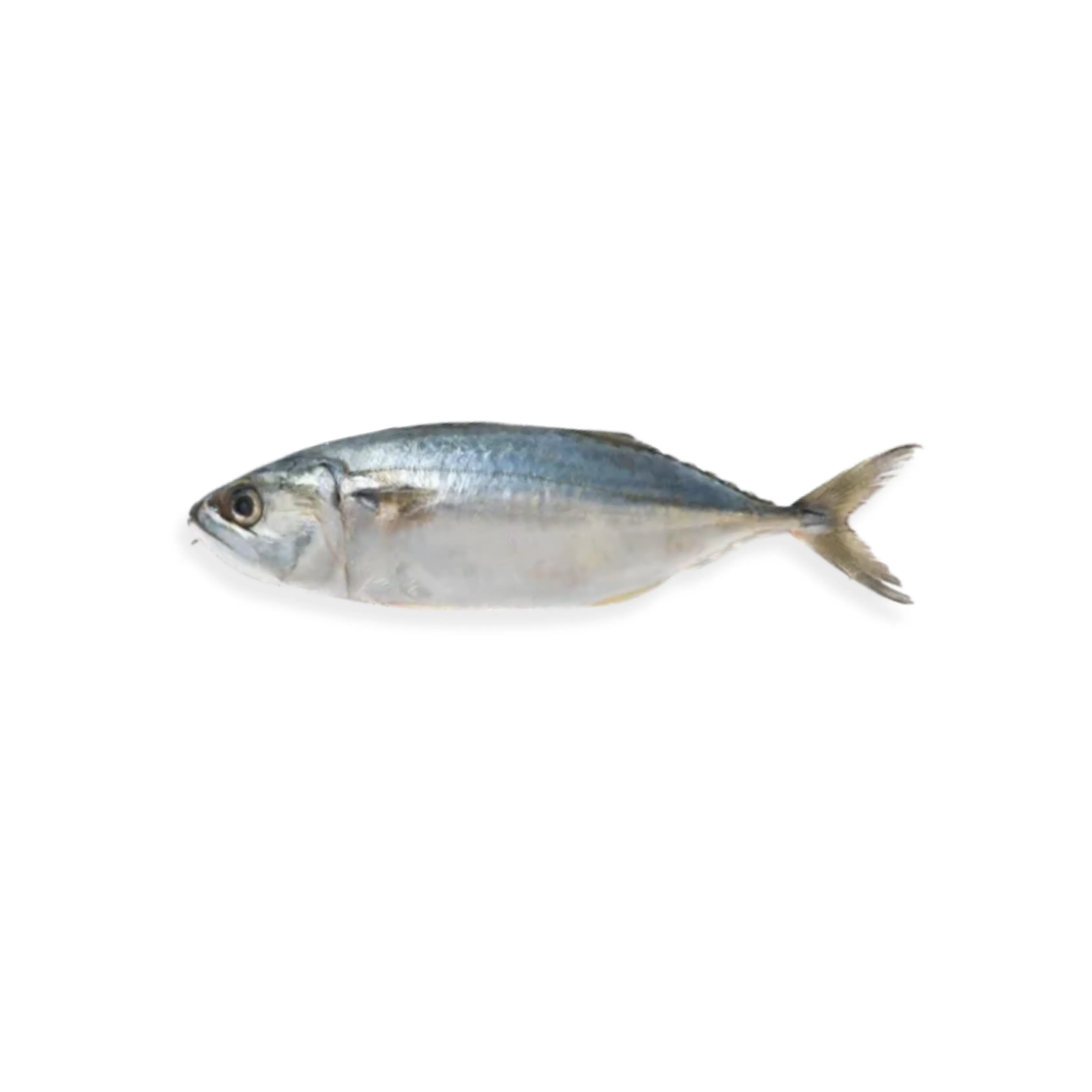Tuna