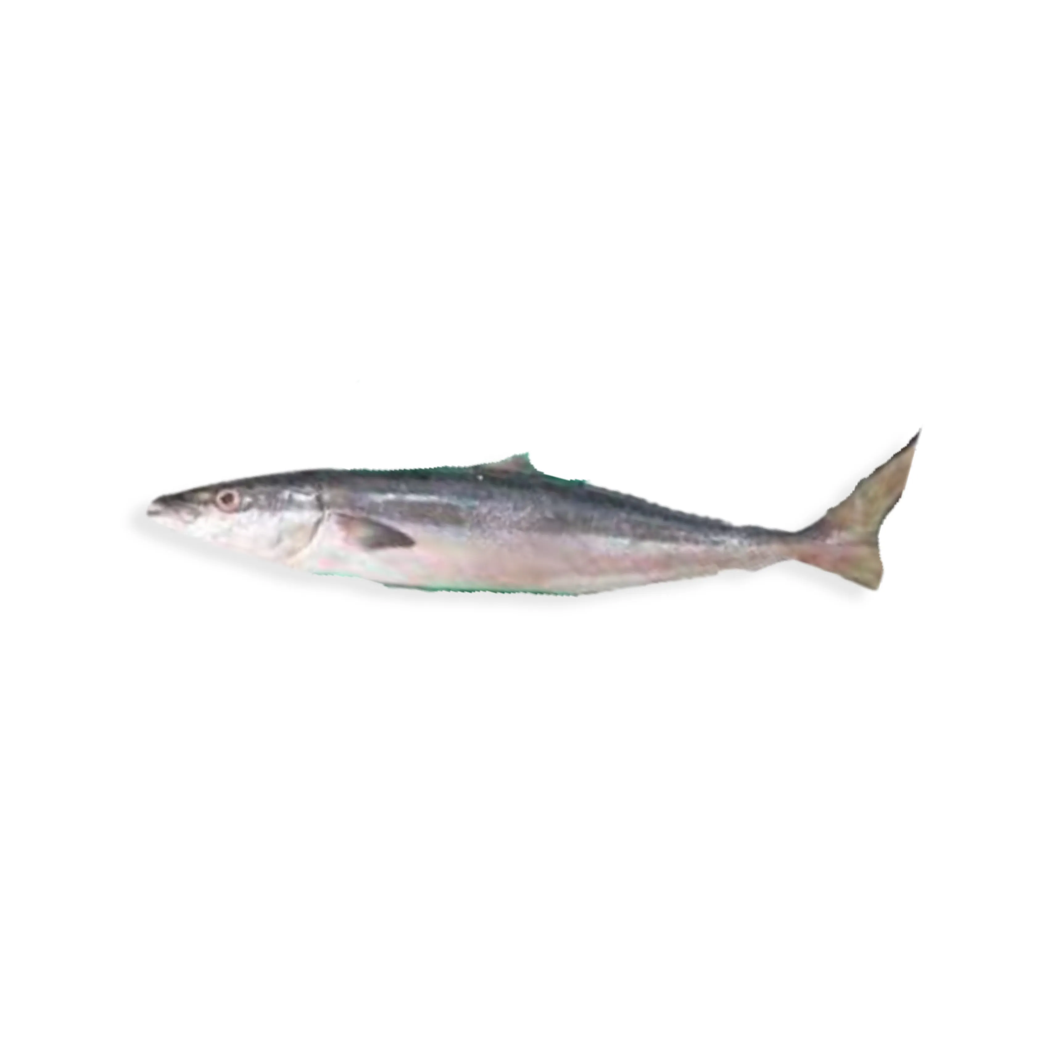 Tola
