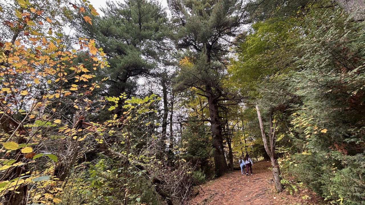 Autumn forest trail, Limehouse