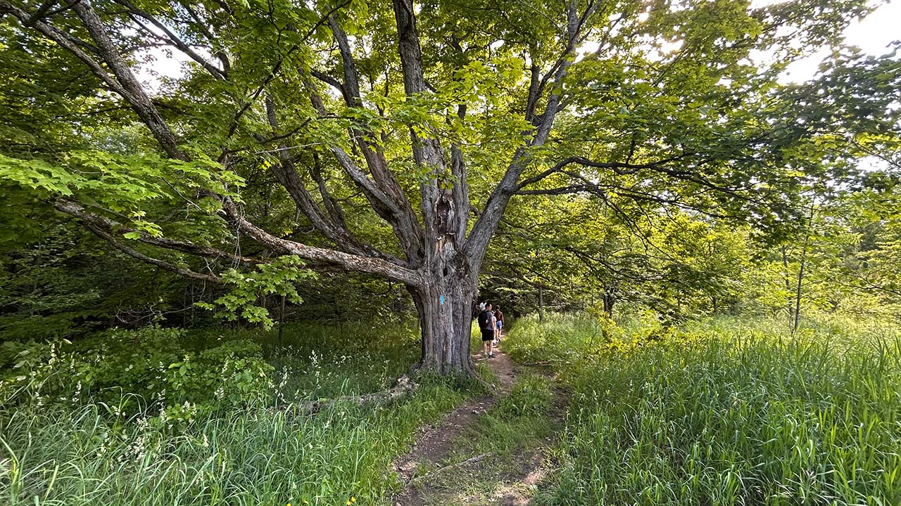 Mono Cliffs Provincial Park