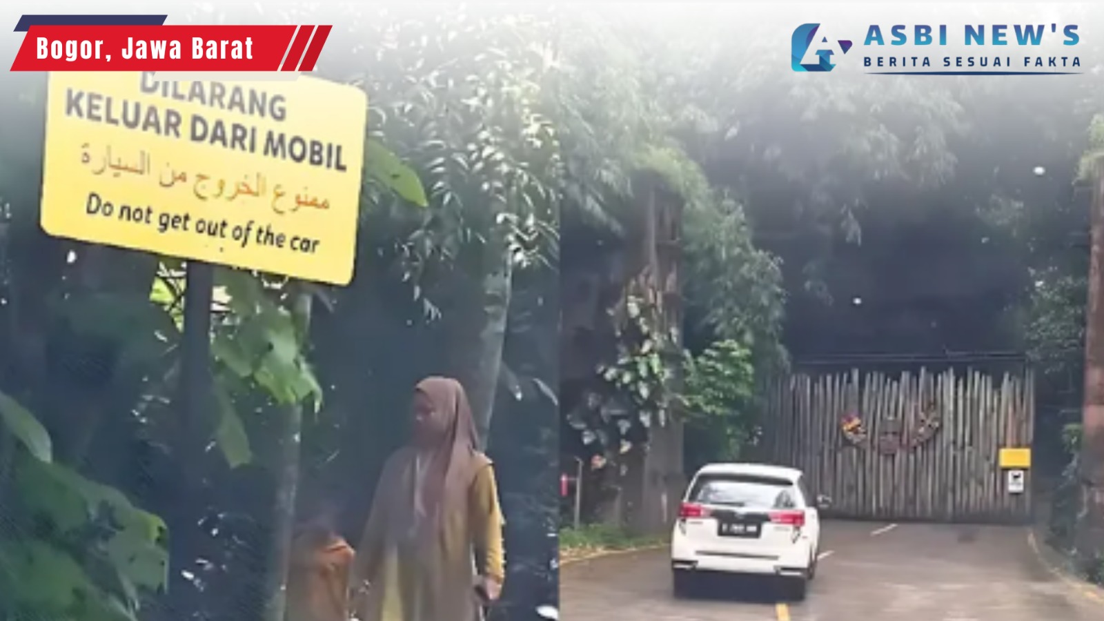 Pengunjung Taman Safari Keluyuran Keluar dari Mobil, Langgar Aturan Keamanan