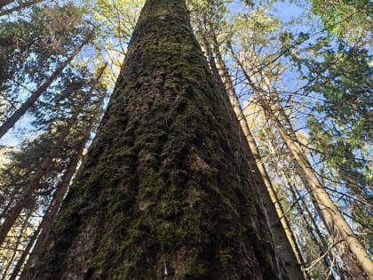 Глава минлесхоза подтвердил восстановление объемов заготовки древесины
