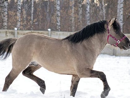 В Кировской области 108 предприятий подтвердят статус социальных в Центре «Мой бизнес»