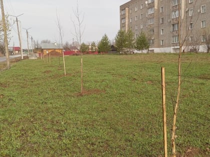 Молодые деревья вместо больных