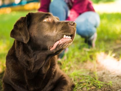 Что делать, если ваш питомец укусил человека
