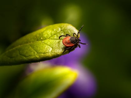 За неделю у 770 кировчан высосали кровь