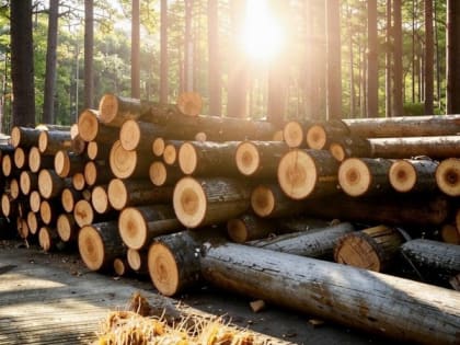 Кировская область демонстрирует рост доходов от лесного хозяйства