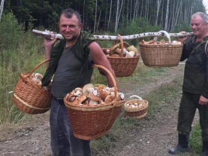 Грибная «приватизация».  Лесные богатства Кировской области хотят отдать частникам
