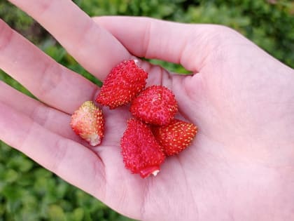 Эта ягода — самая вредная: а мы едим ее покупаем как деликатес, еще и детей кормим