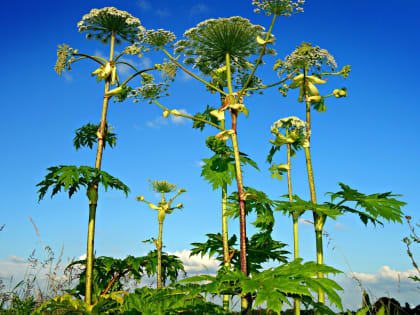 Кировскую область планируют избавить от борщевика