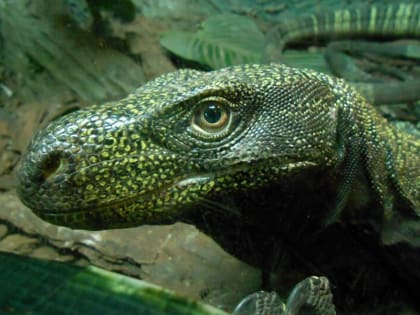 Кировский зоомузей откроет выставку рептилий