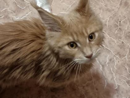 Кировчан приглашают сделать своим собакам и кошкам прививки от бешенства