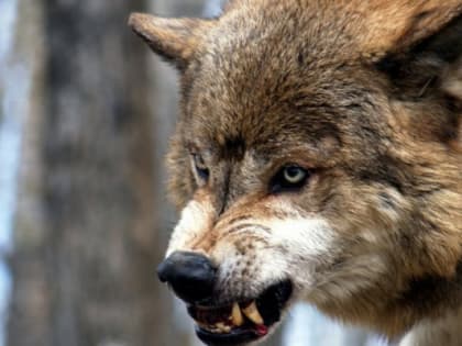 Что обсуждают в Кирове: пропавшие подростки и нападение волка