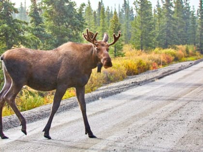 За год в ДТП на кировских дорогах погибли 74 лося