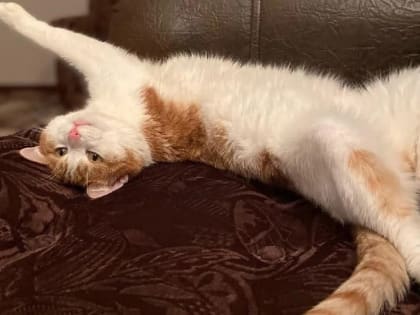 РЖД изменит правила перевозки животных после инцидента в Кирове