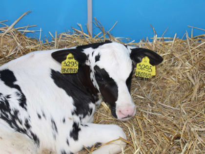 В передовиках не значатся. В Советском районе подвели итоги уборочной кампании