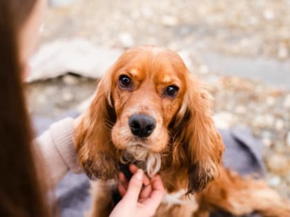 Новый закон призван помочь животным без владельцев в Кировской области