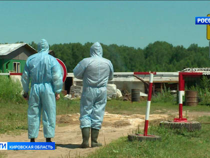 В Кировской области выявлено уже два очага африканской чумы свиней