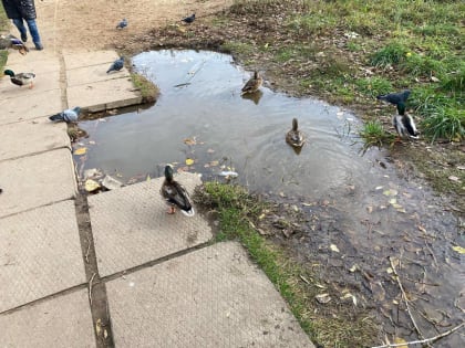 Кировчане жалуются на опасную лужу в парке у ДК Железнодорожников