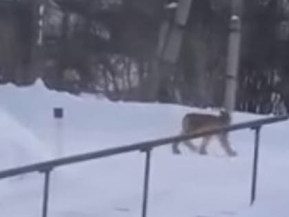 В одном из сел Кировской области рысь загрызла несколько животных