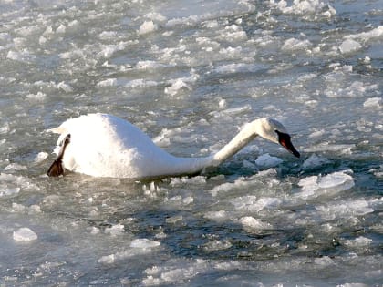 Кировчан просят не беспокоиться о замерзающих лебедях