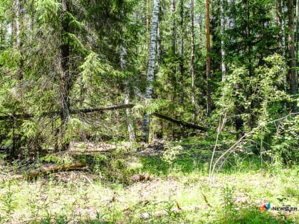 Грибник заблудился и несколько часов сидел в болоте