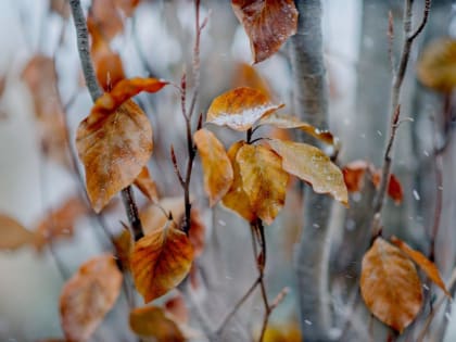 Ночью - мокрый снег