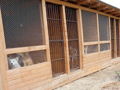 Губернатор Кировской области встретился с зоозащитниками для обсуждения помощи бездомным животным