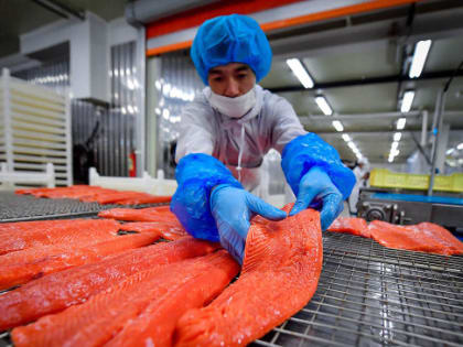 Росрыболовство ожидает снижение цены на горбушу и красную икру
