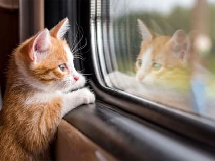 Поездами из Кирова за 2023 год уехали 915 домашних животных