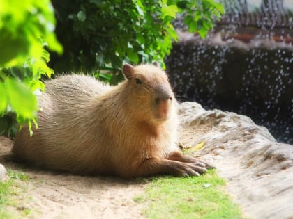 Вице-спикер Госдумы Даванков предложил перенести выходные с января на май