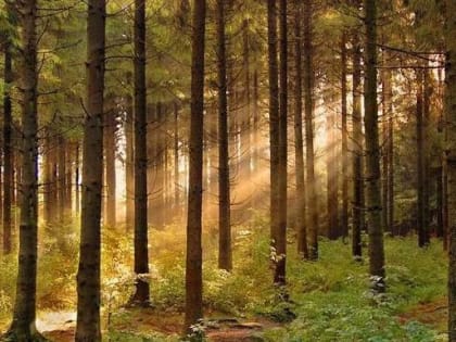 Поздравление губернатора Кировской области с Днем работников лесного хозяйства