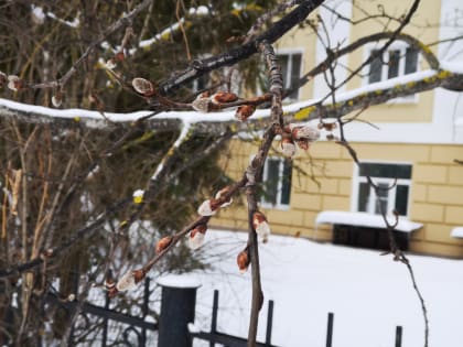 В Кирове верба распустилась в январе