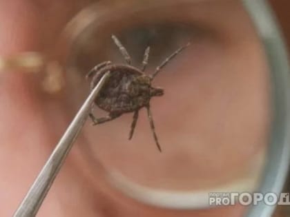 Клещи забьются в конвульсиях от этого запаха: достаточно нескольких капель копеечного средства
