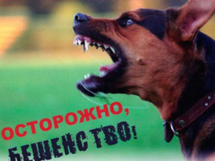 В Оричевском районе собака покусала мужчину