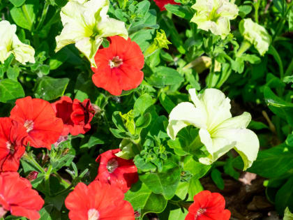 Минувший год стал самым теплым за всю историю наблюдений