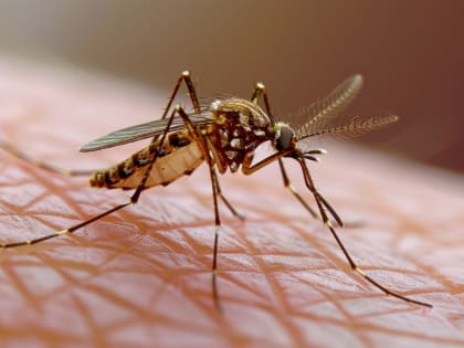 В Россию завезли лихорадку Западного Нила