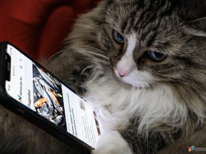 Кировчанам рекомендуют продезинфицировать гаджеты