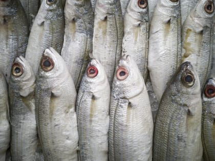 В магазины Кирова попала замороженная рыба неизвестного происхождения