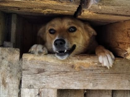 В Кировской области с чиновников взыскали компенсацию за покусанного собакой ребенка