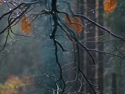 Осень не балует солнцем