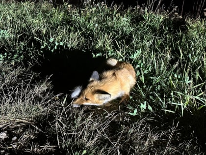 В «Большое гнездо» принесли еще одну лису